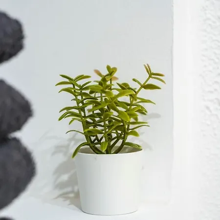 T2 Proche Place Aux Herbes Apartment *